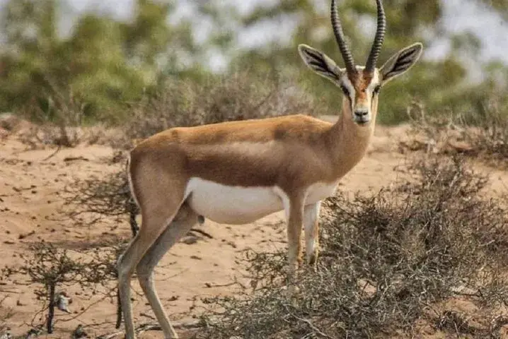 Souss-Massa National Park, Agadir, Morocco