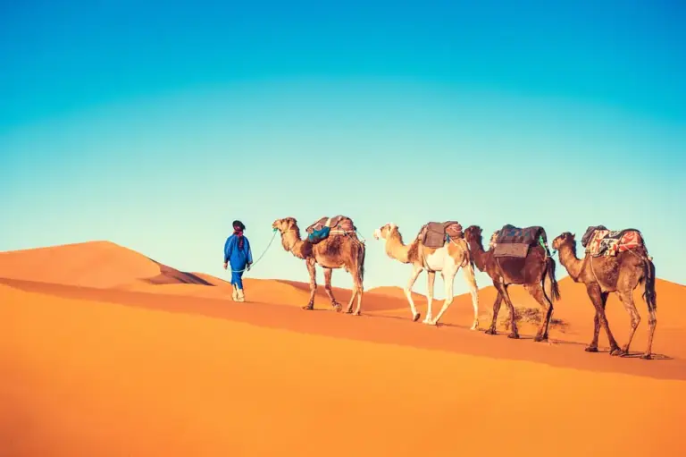 Sunset camel trek, the Sahara Desert, Morocco