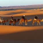 Morocco group trip: a small group of travelers on a camel ride in the Erg Chebbi dunes with a local guide